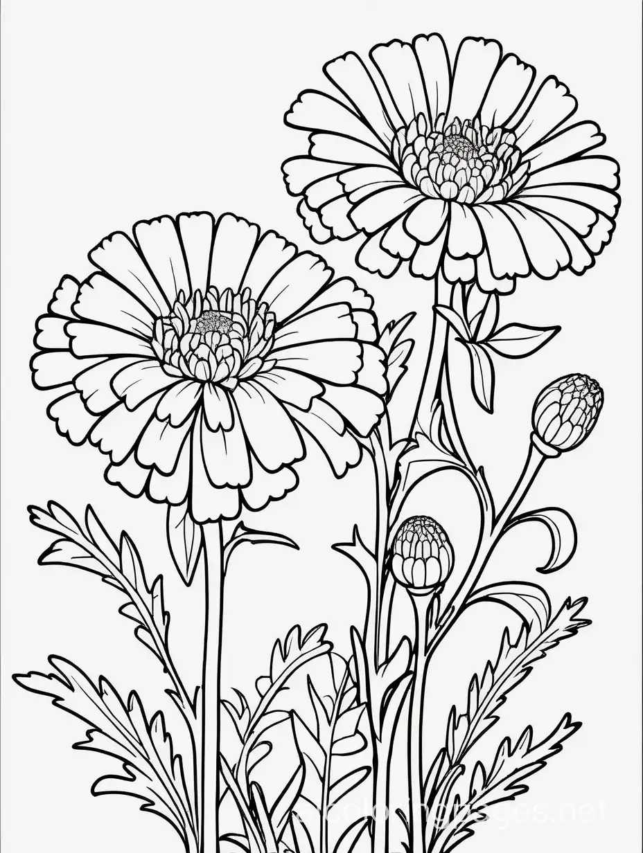 Coloring page of a Marigold with intricate details, clean lines, plenty of white space, elegant and detailed line art, white background, graceful petals, balanced composition, and botanical beauty, Coloring Page, black and white, line art, white background, Simplicity, Ample White Space. The background of the coloring page is plain white to make it easy for young children to color within the lines. The outlines of all the subjects are easy to distinguish, making it simple for kids to color without too much difficulty