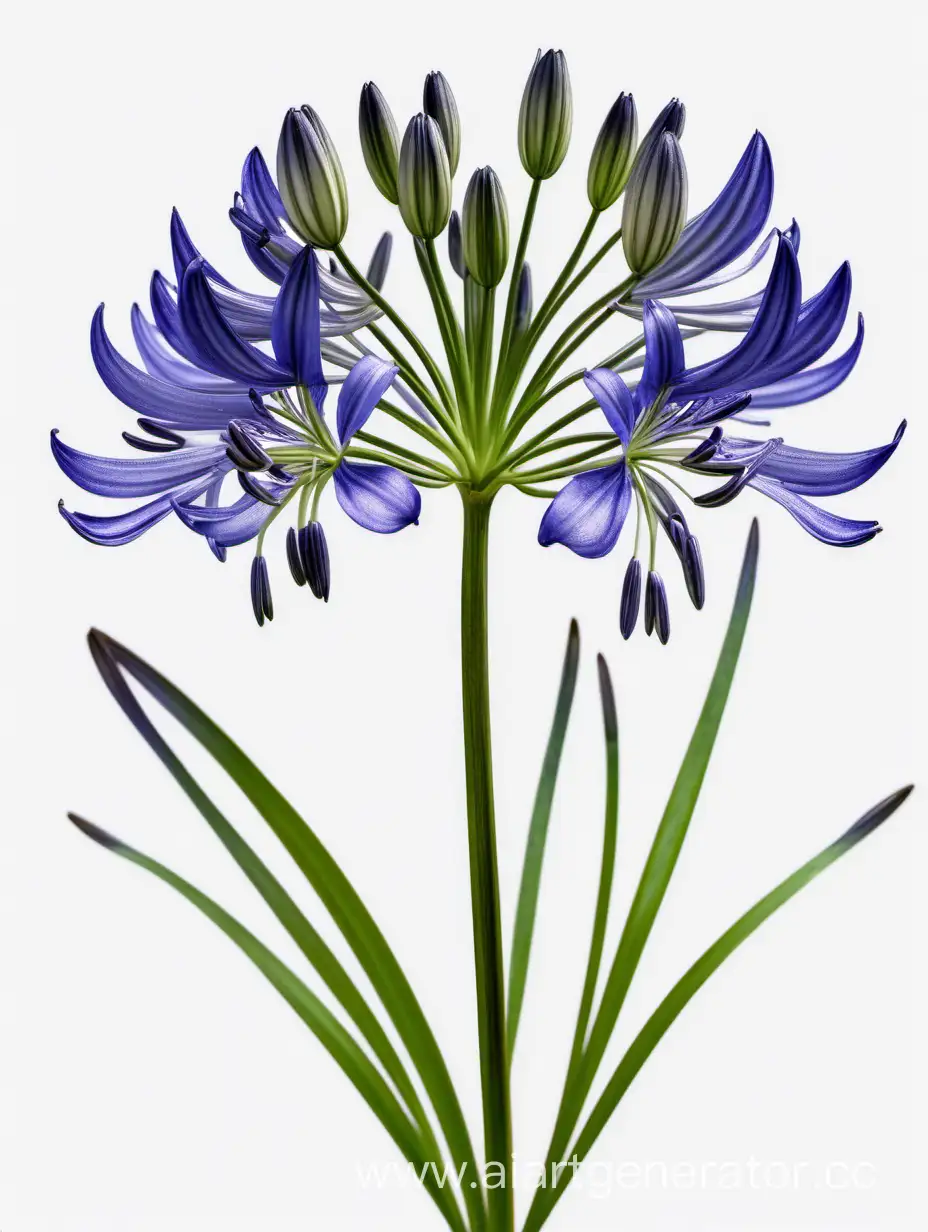 Agapanthus 8k with details white background 