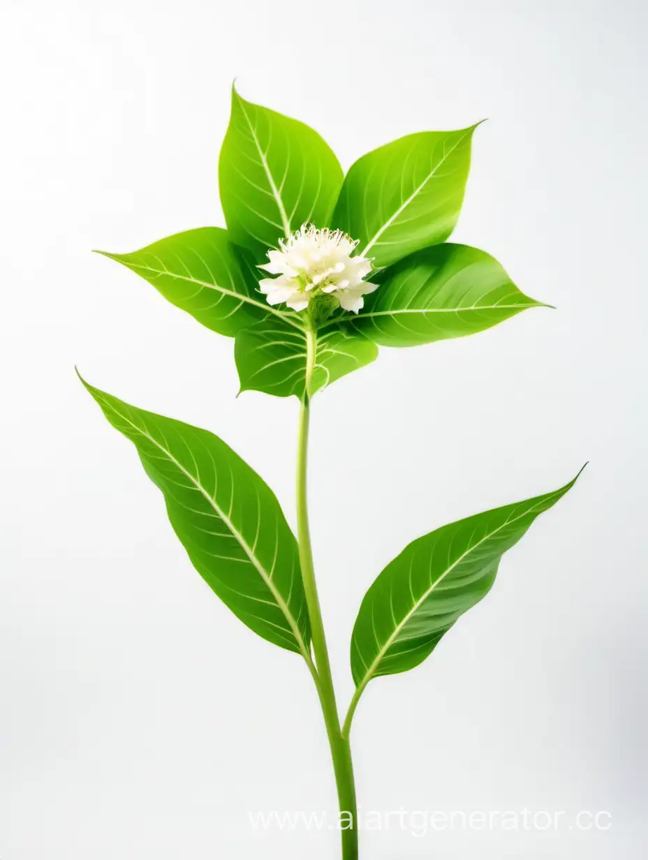 ANNUAL HYBRID wild BIG flower 8k ALL FOCUS with natural fresh green 2 leaves on white background 