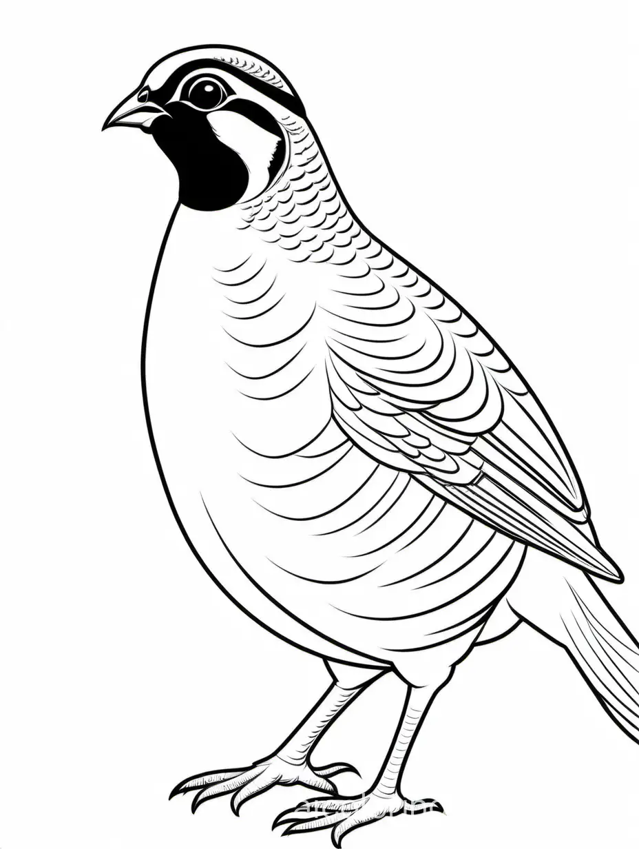 California Quail, Coloring Page, black and white, line art, white background, Simplicity, Ample White Space. The background of the coloring page is plain white to make it easy for young children to color within the lines. The outlines of all the subjects are easy to distinguish, making it simple for kids to color without too much difficulty