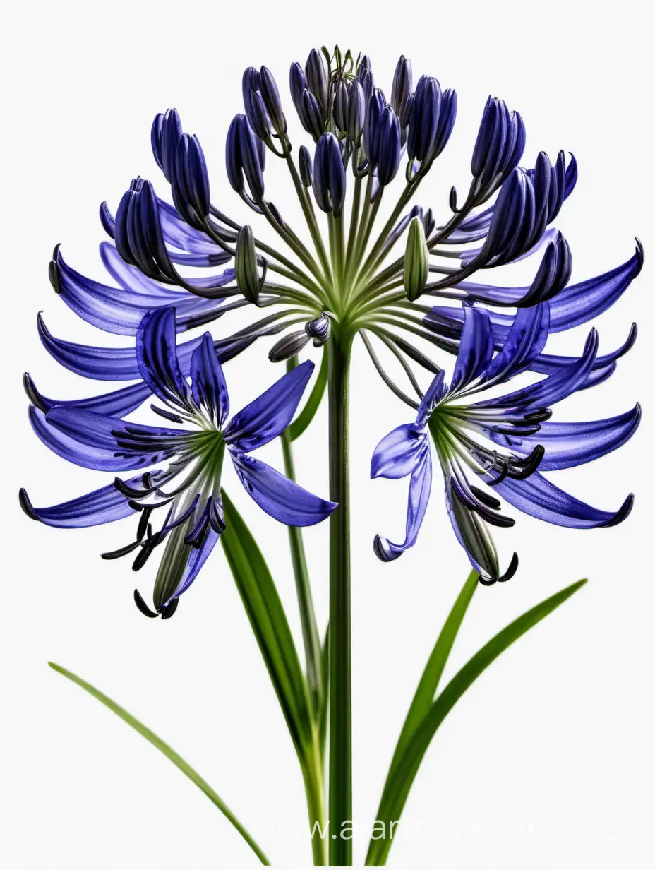 Exquisite-Agapanthus-8k-Blossoming-on-White-Background