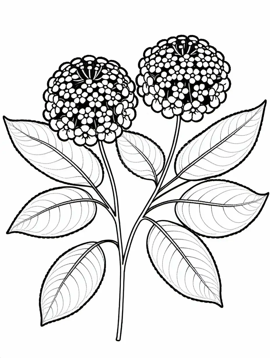 Detailed Coloring Image of Lantana Flowers with Fine Lines and White Background