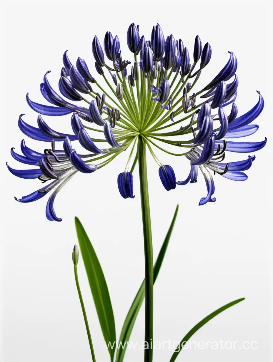 Elegant-Agapanthus-Flowers-on-a-Clean-White-Background
