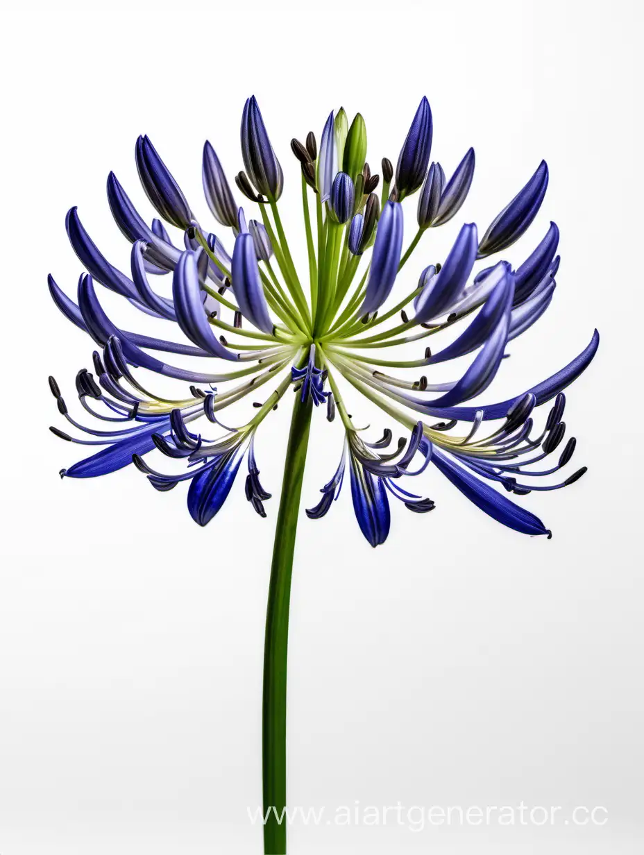 Elegant-Agapanthus-Flowers-in-Stunning-8K-White-Background