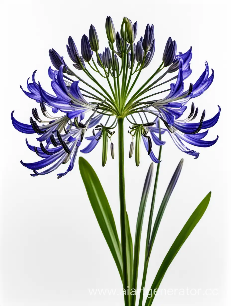 Exquisite-Agapanthus-8k-Bloom-on-Clean-White-Background