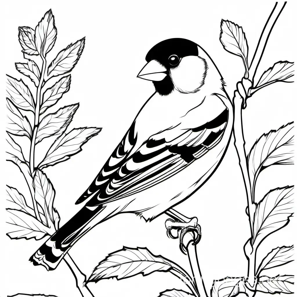 eastern goldfinch, Coloring Page, black and white, line art, white background, Simplicity, Ample White Space. The background of the coloring page is plain white to make it easy for young children to color within the lines. The outlines of all the subjects are easy to distinguish, making it simple for kids to color without too much difficulty