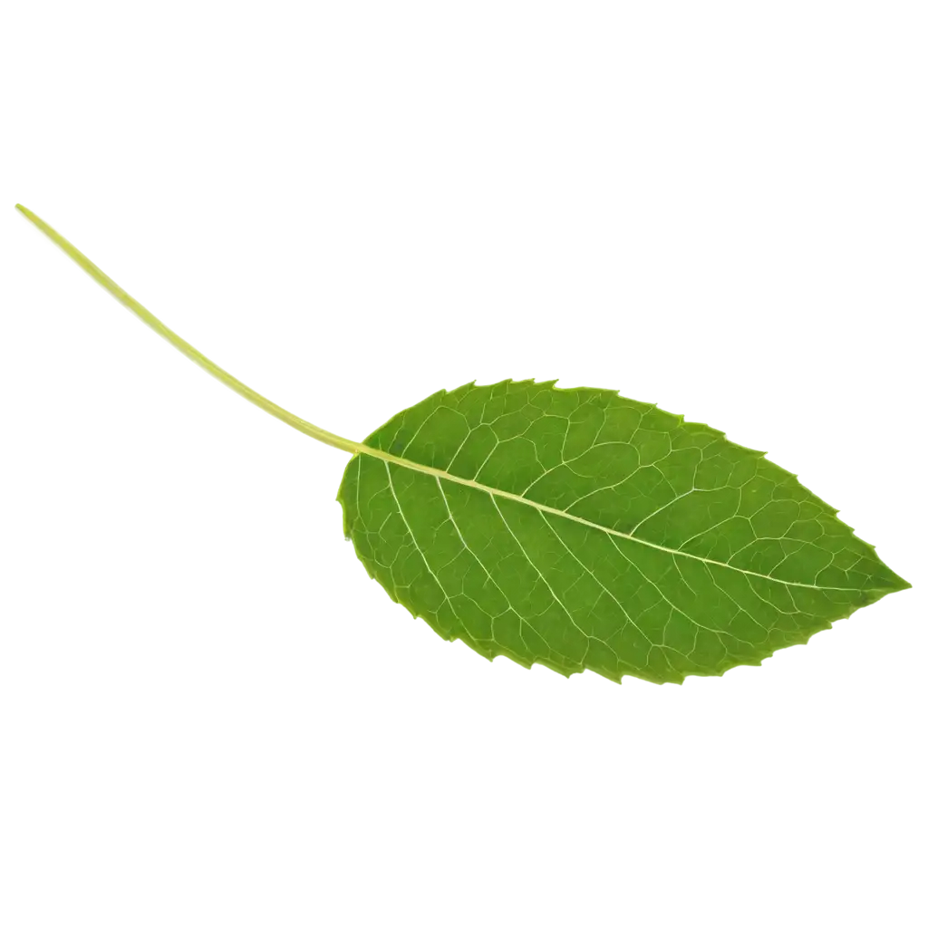 one round leaf