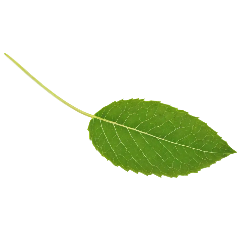 Exquisite-PNG-Rendering-Captivating-One-Round-Leaf-Artwork