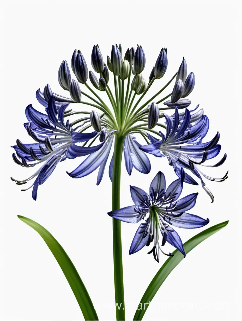 Elegant-Agapanthus-8k-Flower-in-Detailed-White-Background