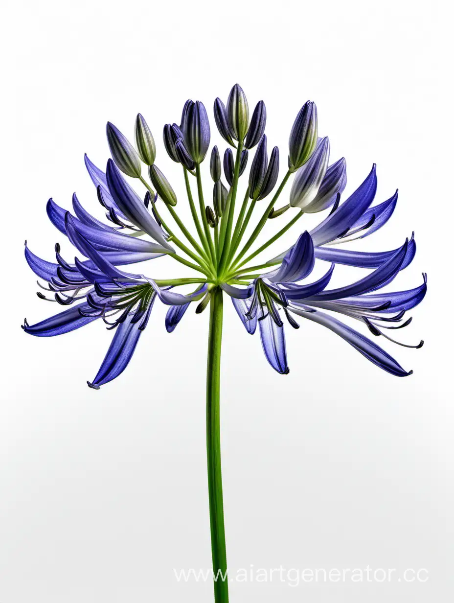 Exquisite-Agapanthus-Flowers-on-White-Background