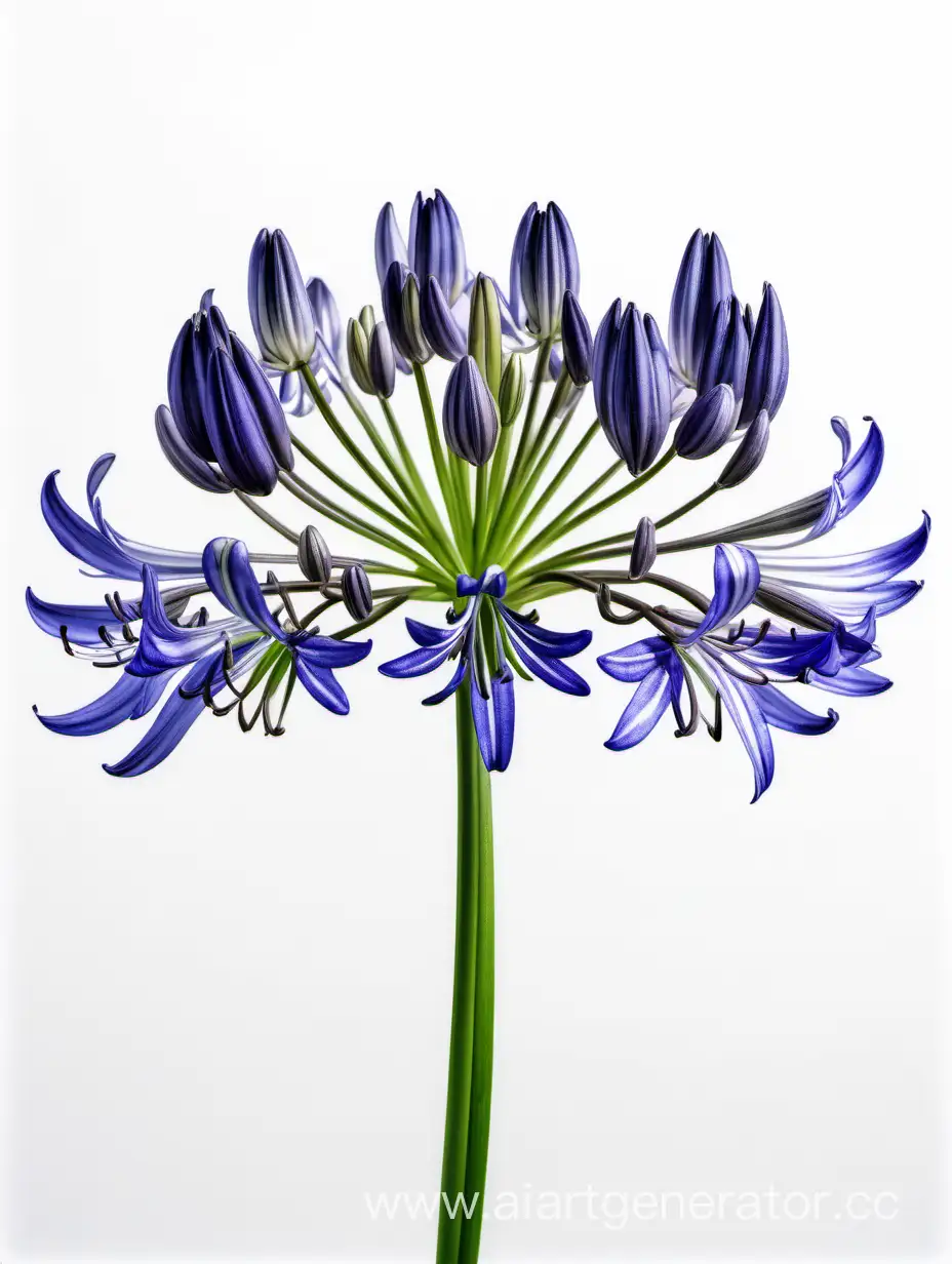 Exquisite-Agapanthus-8k-Floral-Wallpaper-on-Clean-White-Background