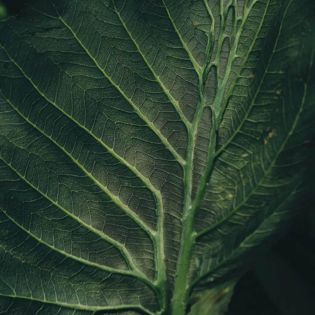 Leaves with conspicuous veins
