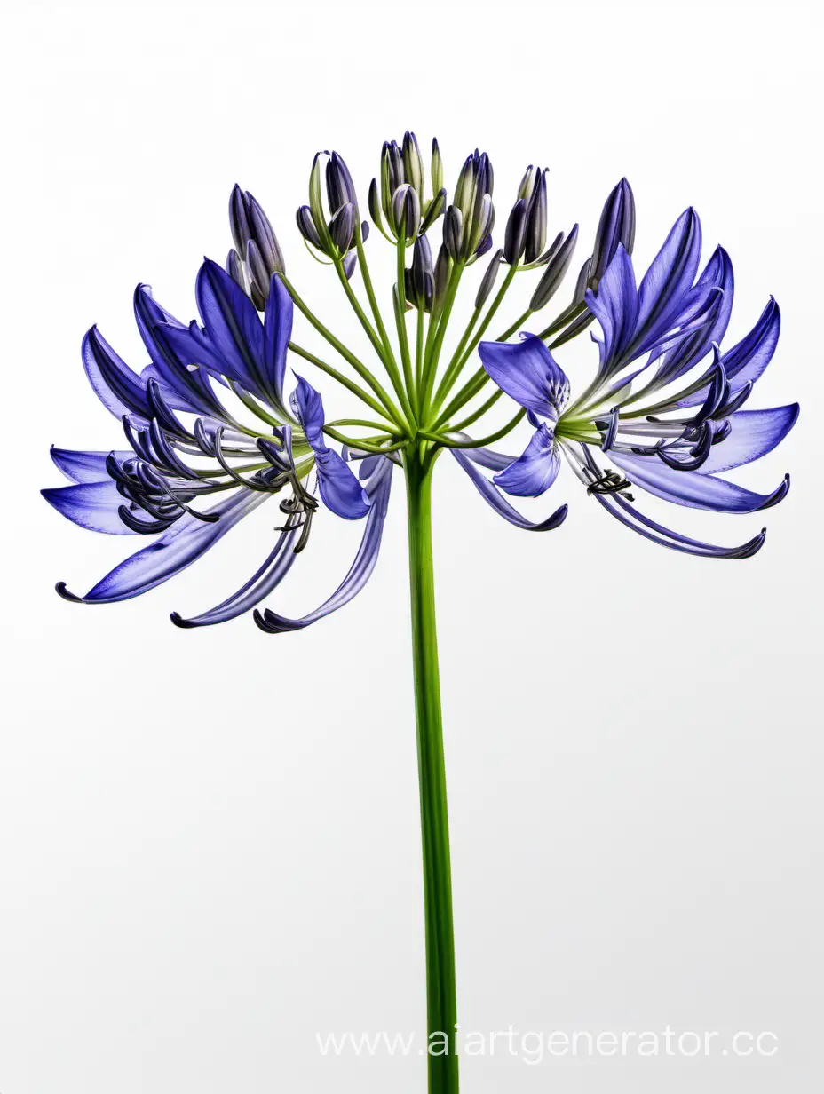 Elegant-Agapanthus-Flowers-on-8K-White-Background