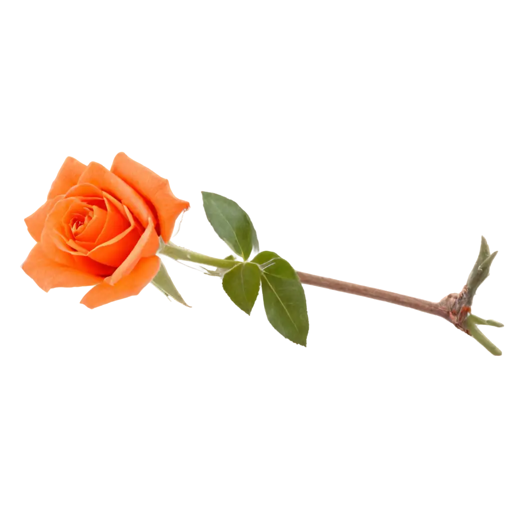 orange rose flower