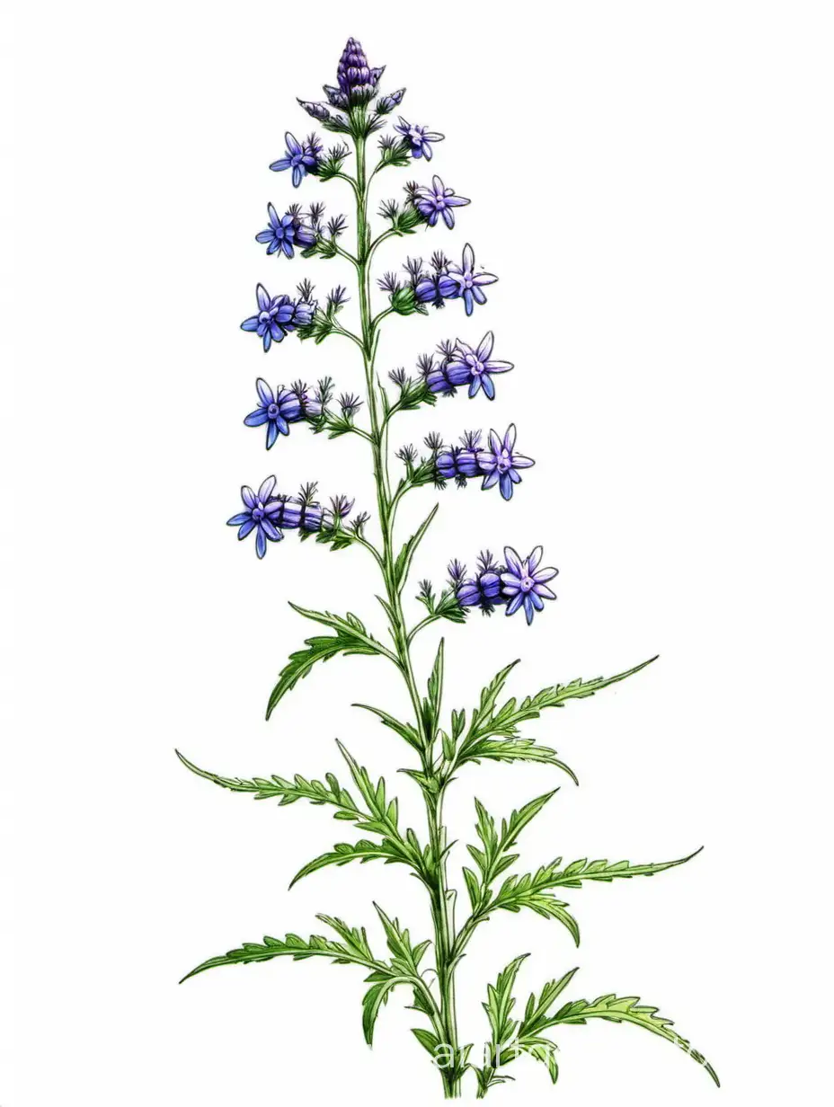 Vibrant-Blue-Vervain-Flower-Blossoming-on-Clean-White-Background