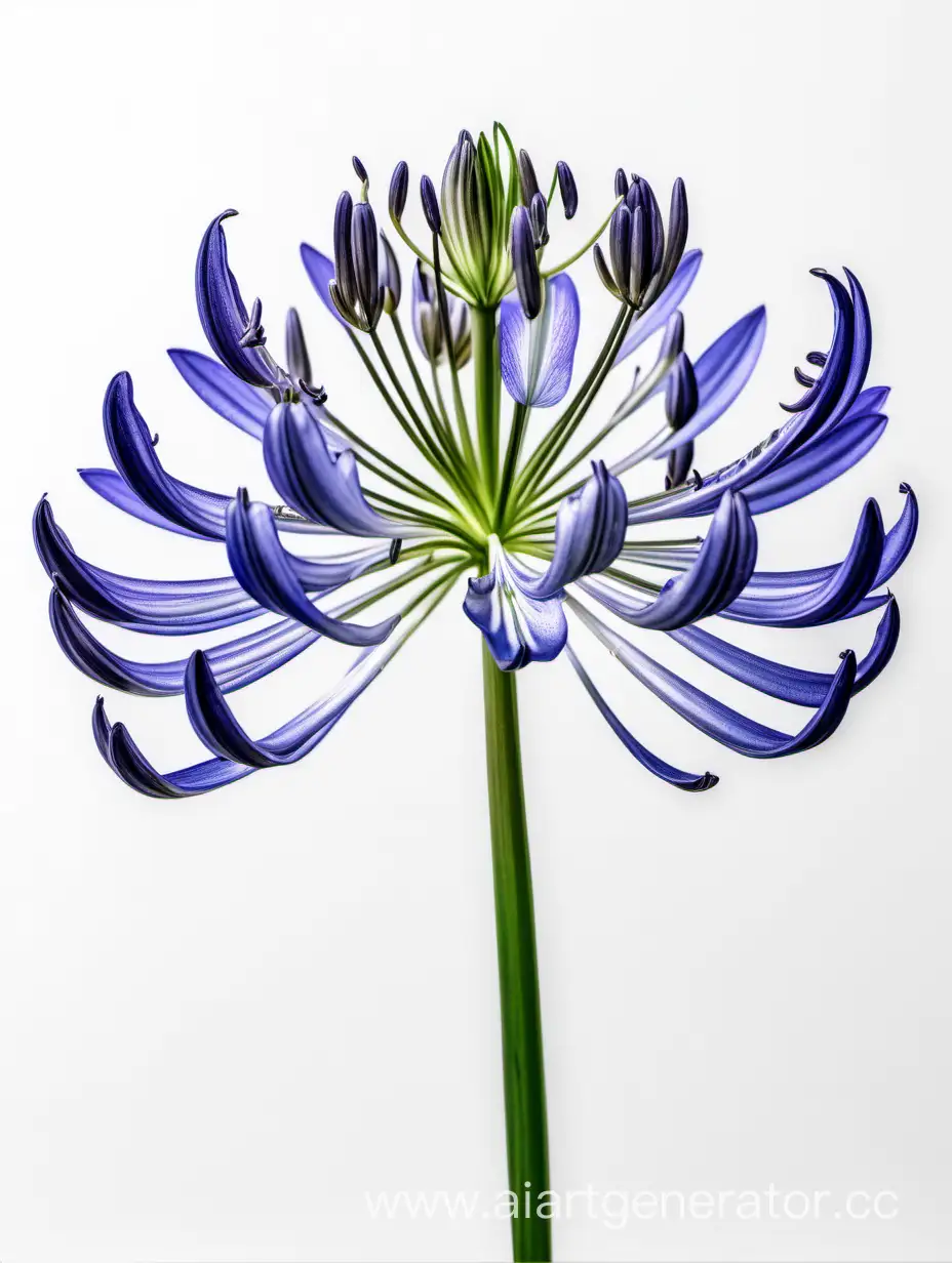 Agapanthus 8k with details white background