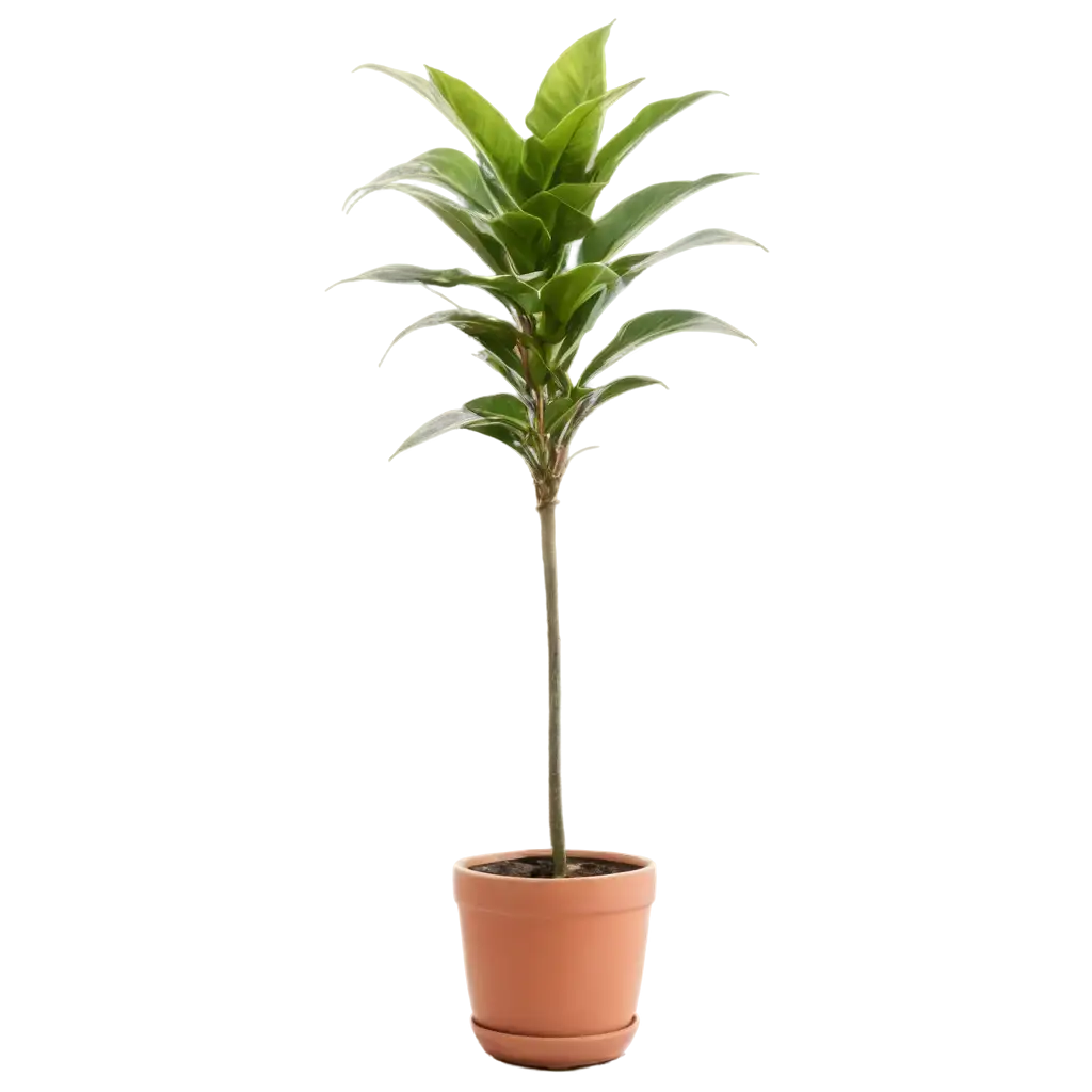a tall potted houseplant
