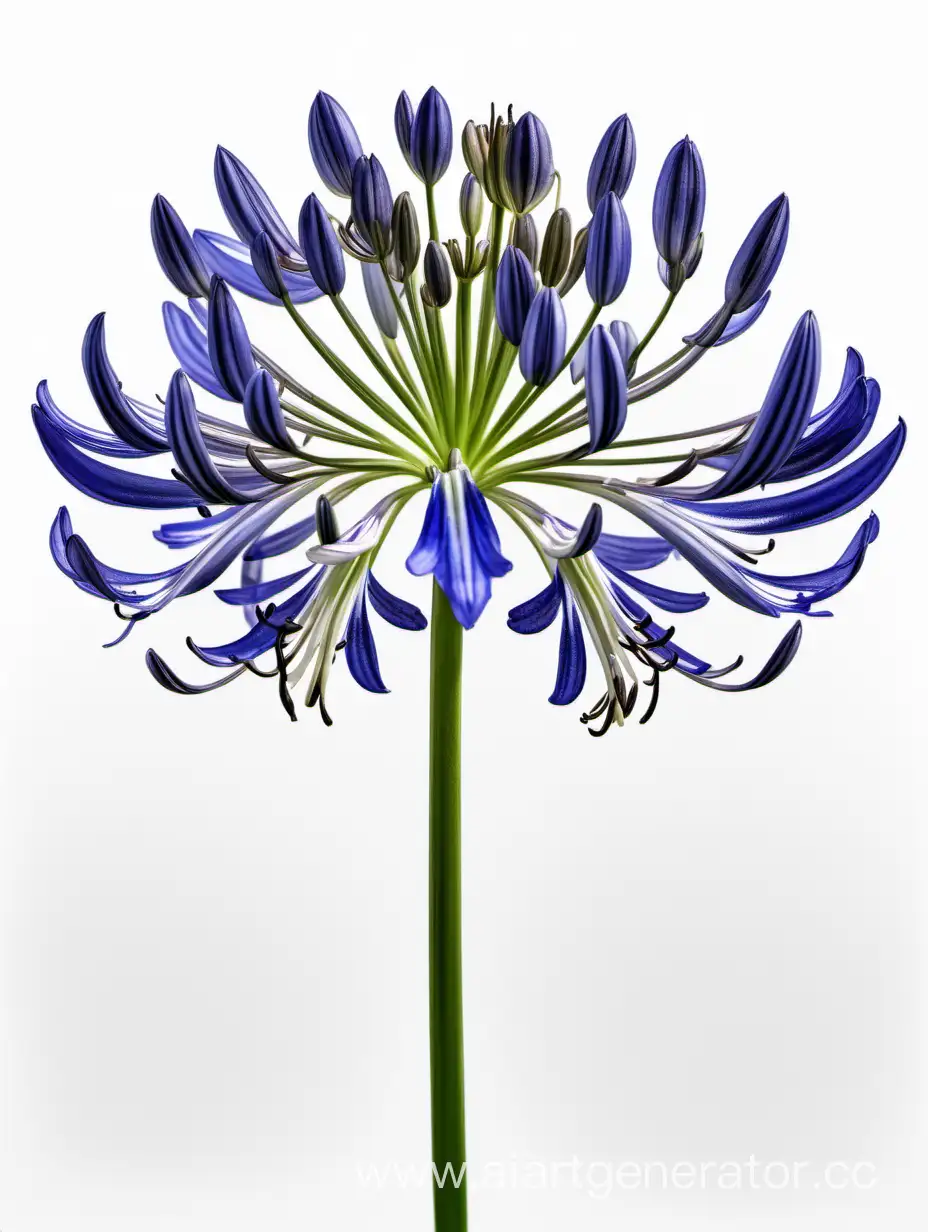 Exquisite-Agapanthus-8k-Flower-on-Clean-White-Background