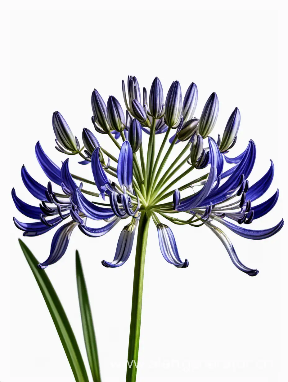 Exquisite-Agapanthus-8k-Bloom-on-Clean-White-Background