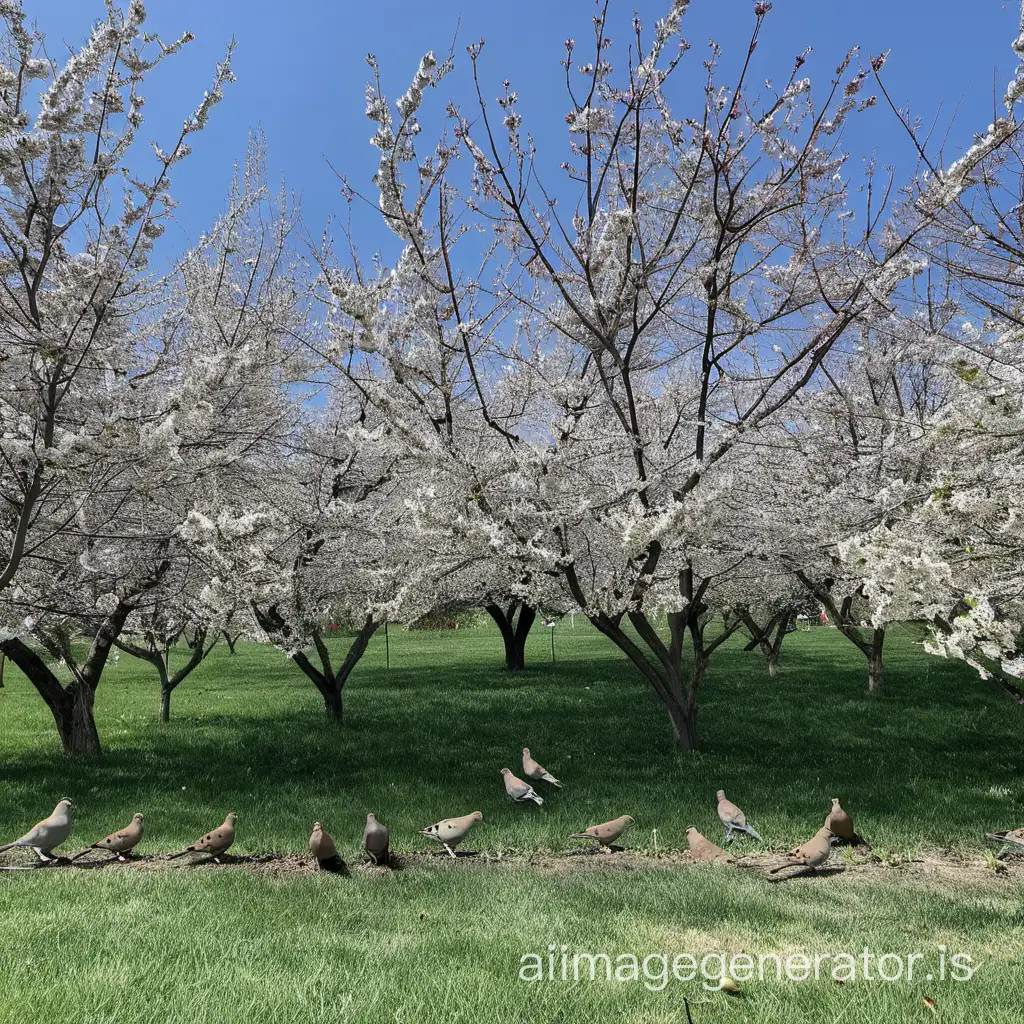 There is a cherry orchard by the house where the mourning doves mourn over the cherries.