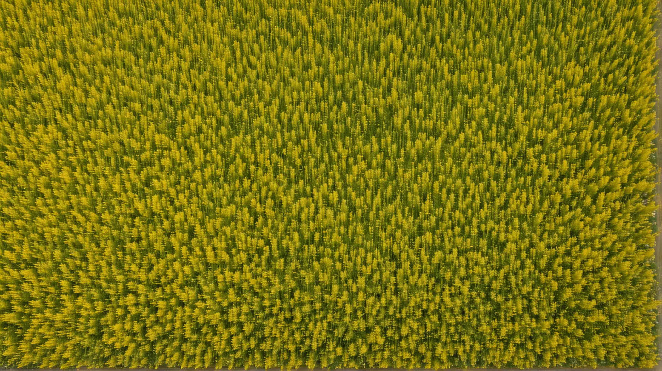 Vast Yellowish Hyssop Herb Fields Aerial Landscape View