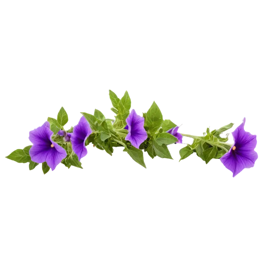 Exquisite-Petunia-Flower-Captured-in-HighQuality-PNG-Format-for-Stunning-Visuals