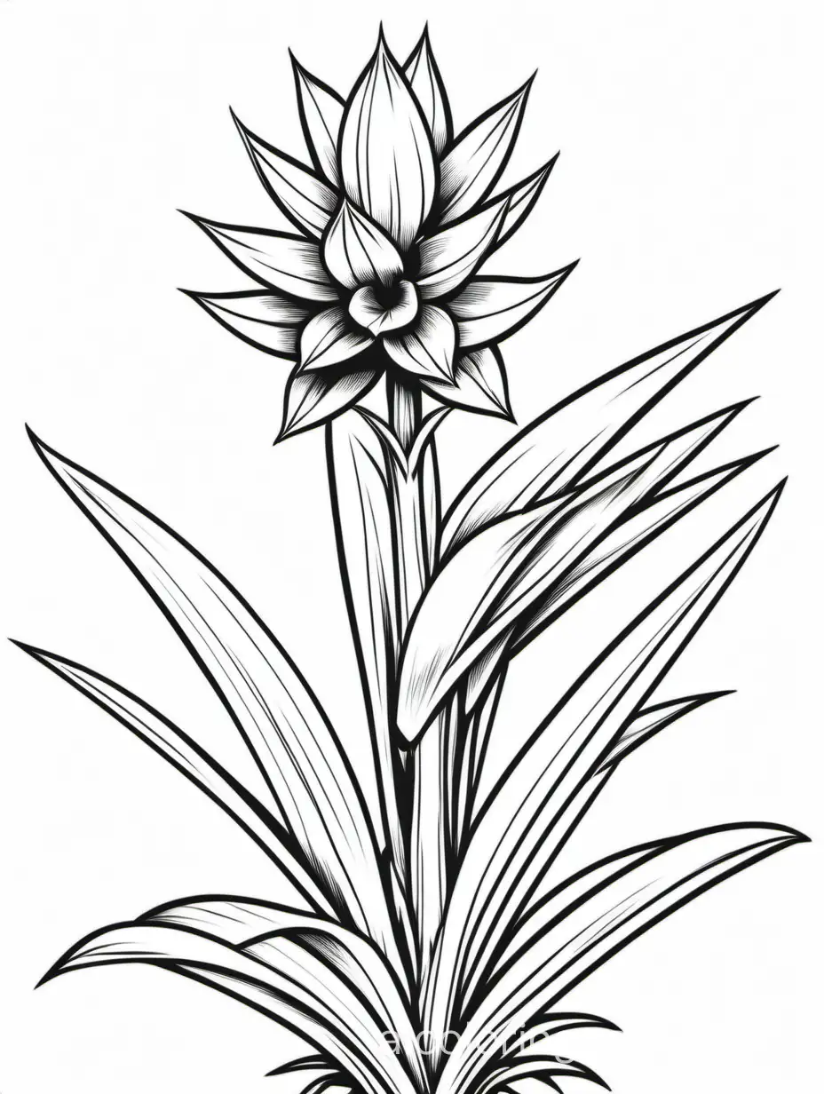 yucca flower, Coloring Page, black and white, line art, white background, Simplicity, Ample White Space. The background of the coloring page is plain white to make it easy for young children to color within the lines. The outlines of all the subjects are easy to distinguish, making it simple for kids to color without too much difficulty