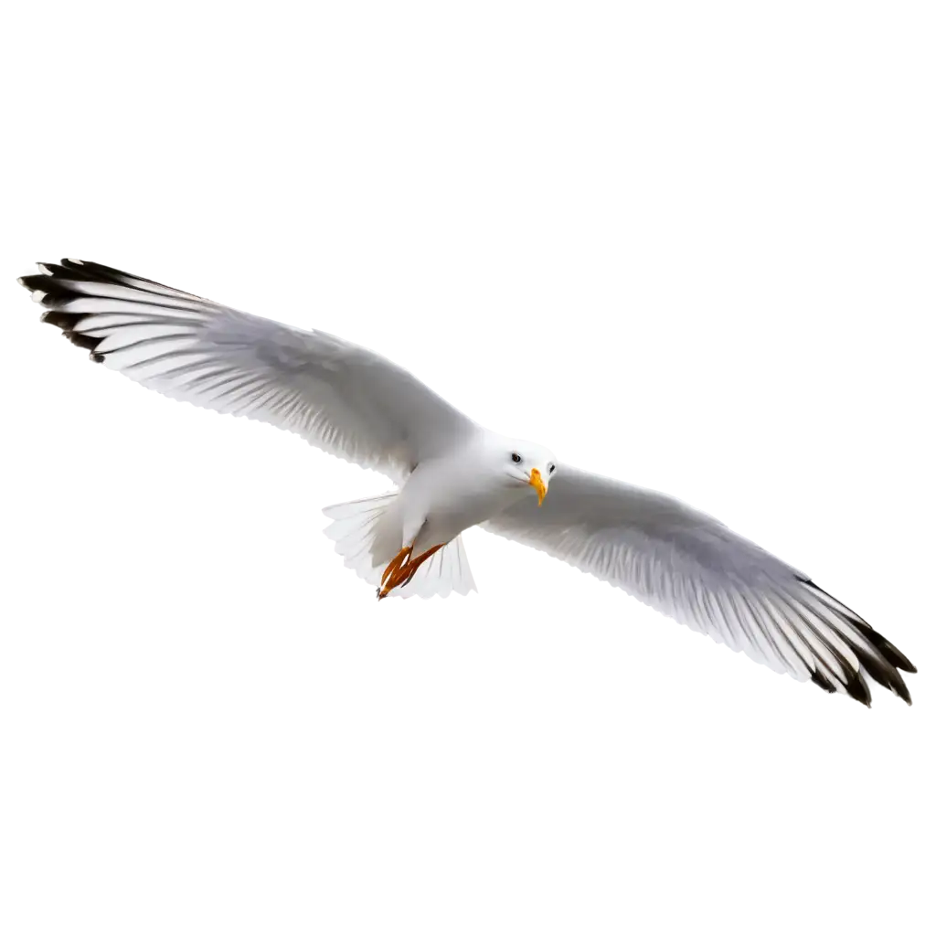 Stunning-Seagull-PNG-Image-Capturing-Coastal-Majesty-in-HighDefinition-Clarity