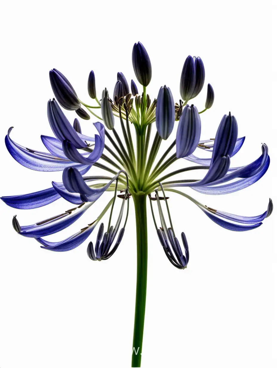 Elegant-Agapanthus-8k-Flower-Photography-on-White-Background