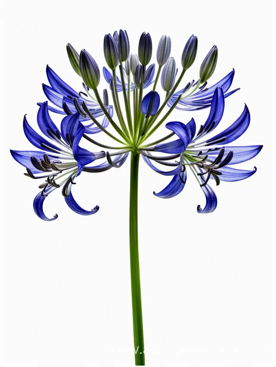 Elegant-Agapanthus-Flowers-on-a-Clean-8K-White-Background