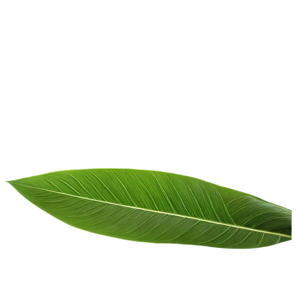 palm leaf.