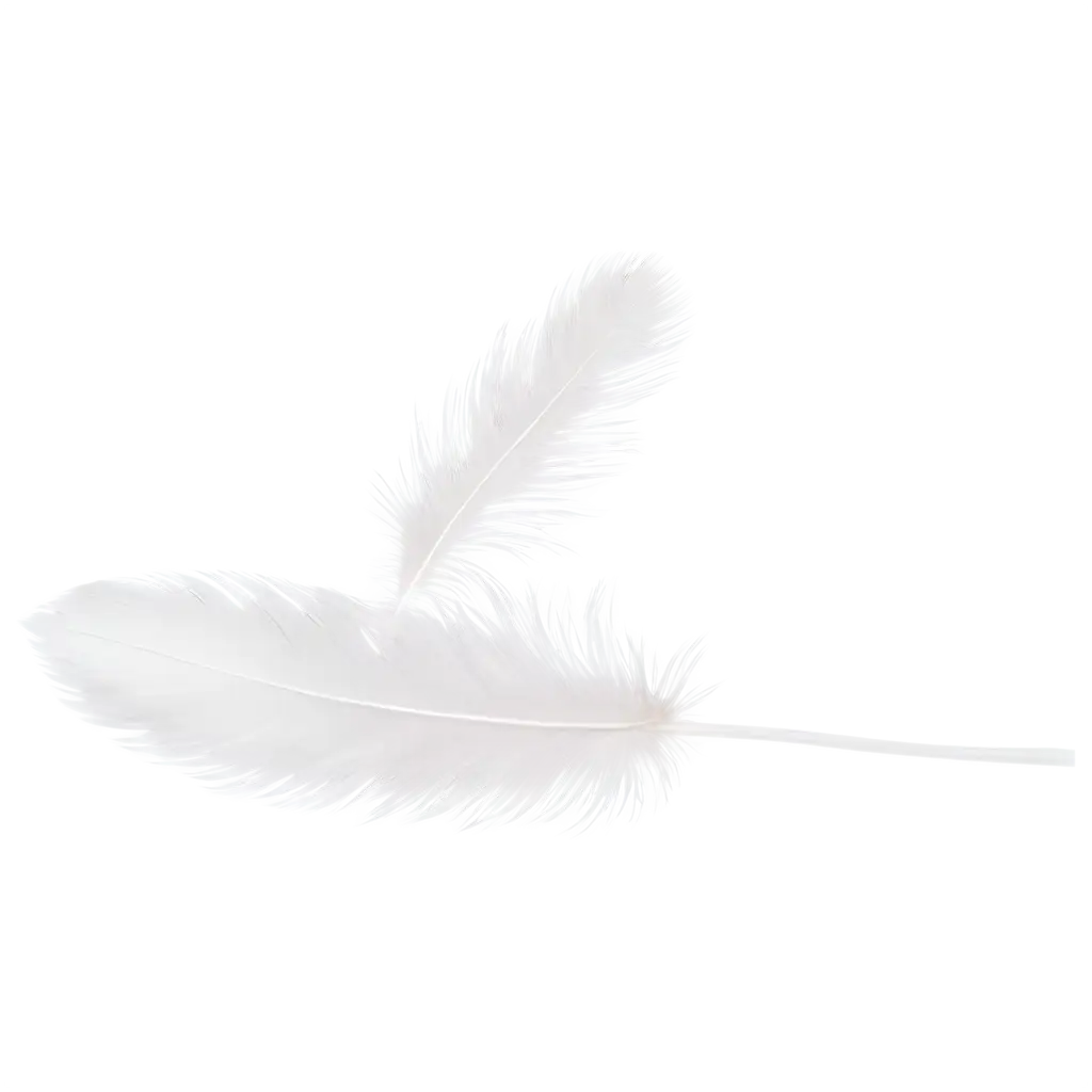 fluffy white feather