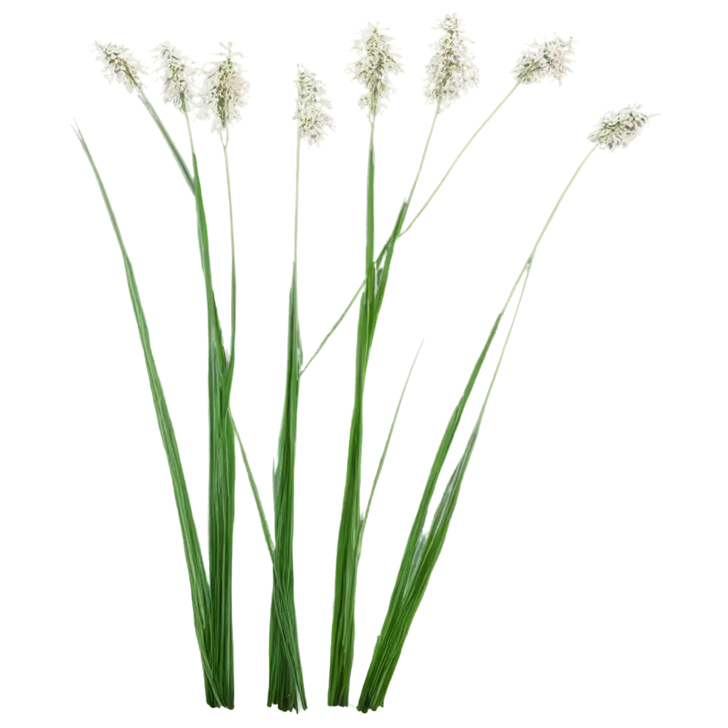 Feathery-White-Seed-Heads-on-Thin-Stalks-HighQuality-PNG-Image