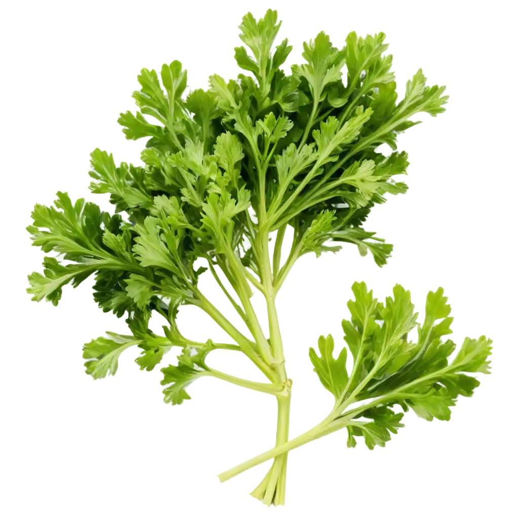 bunch of curly parsley on a transparent background