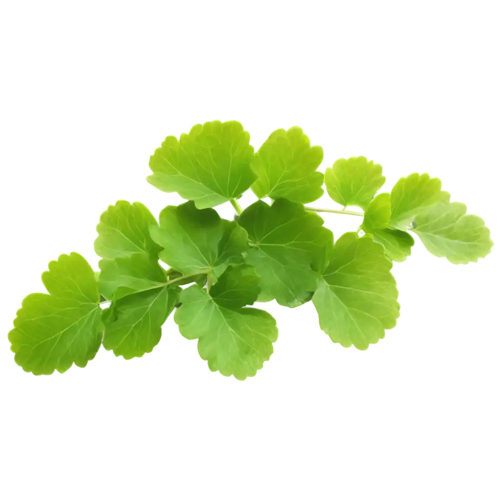 Exquisite-Pennywort-Illustration-Elevating-Visuals-with-HighQuality-PNG-Art