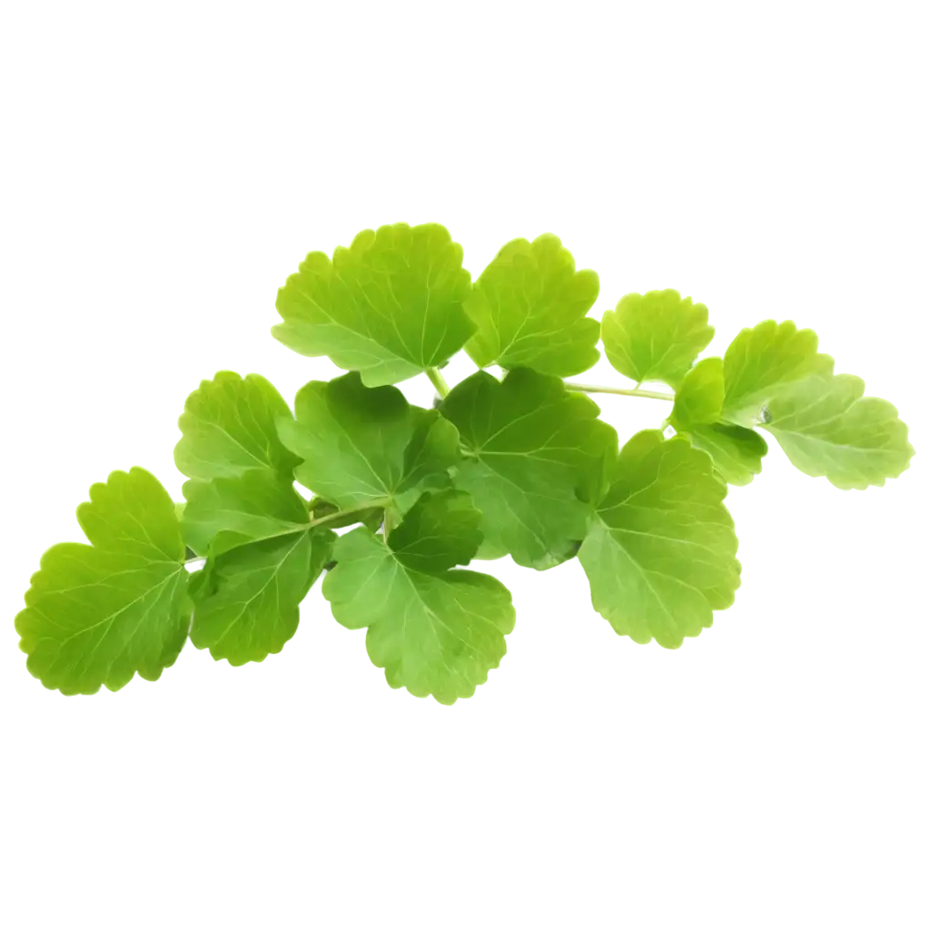 pennywort