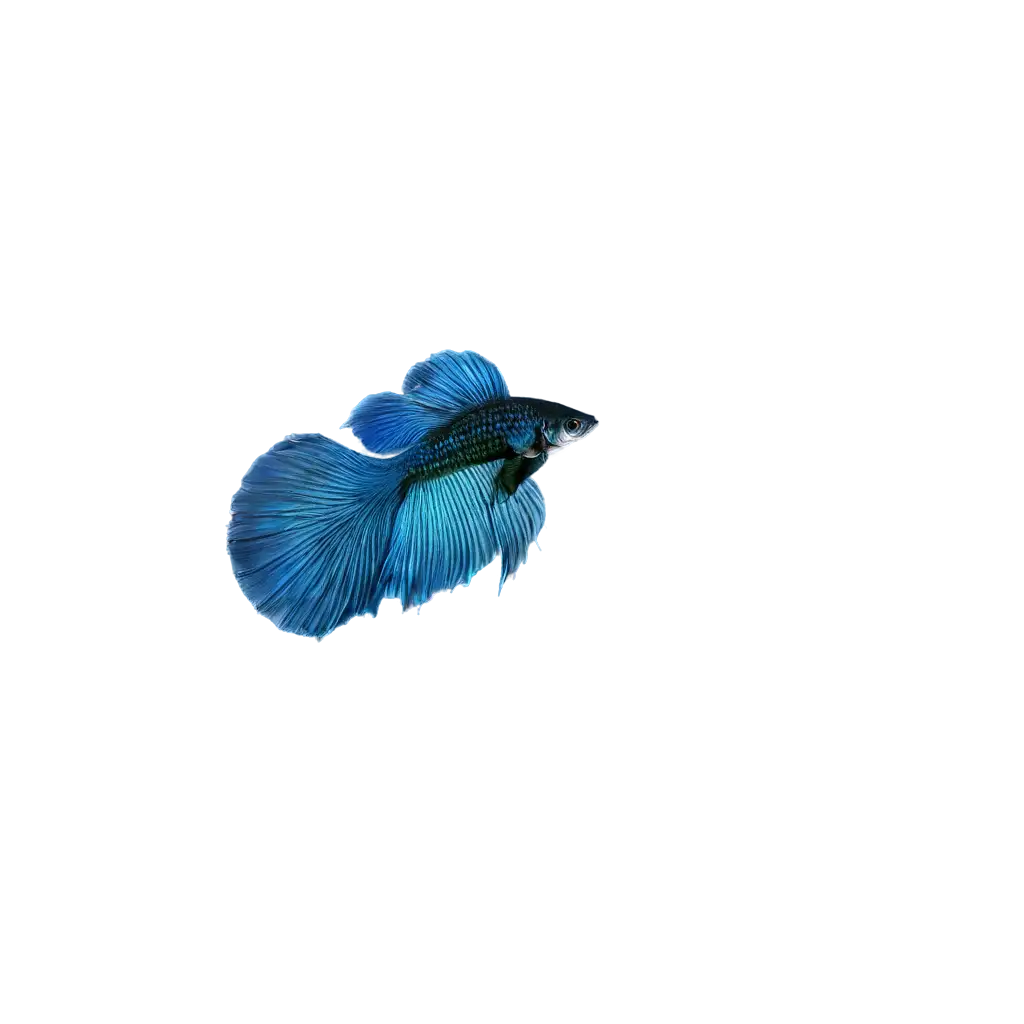 blue betta fish