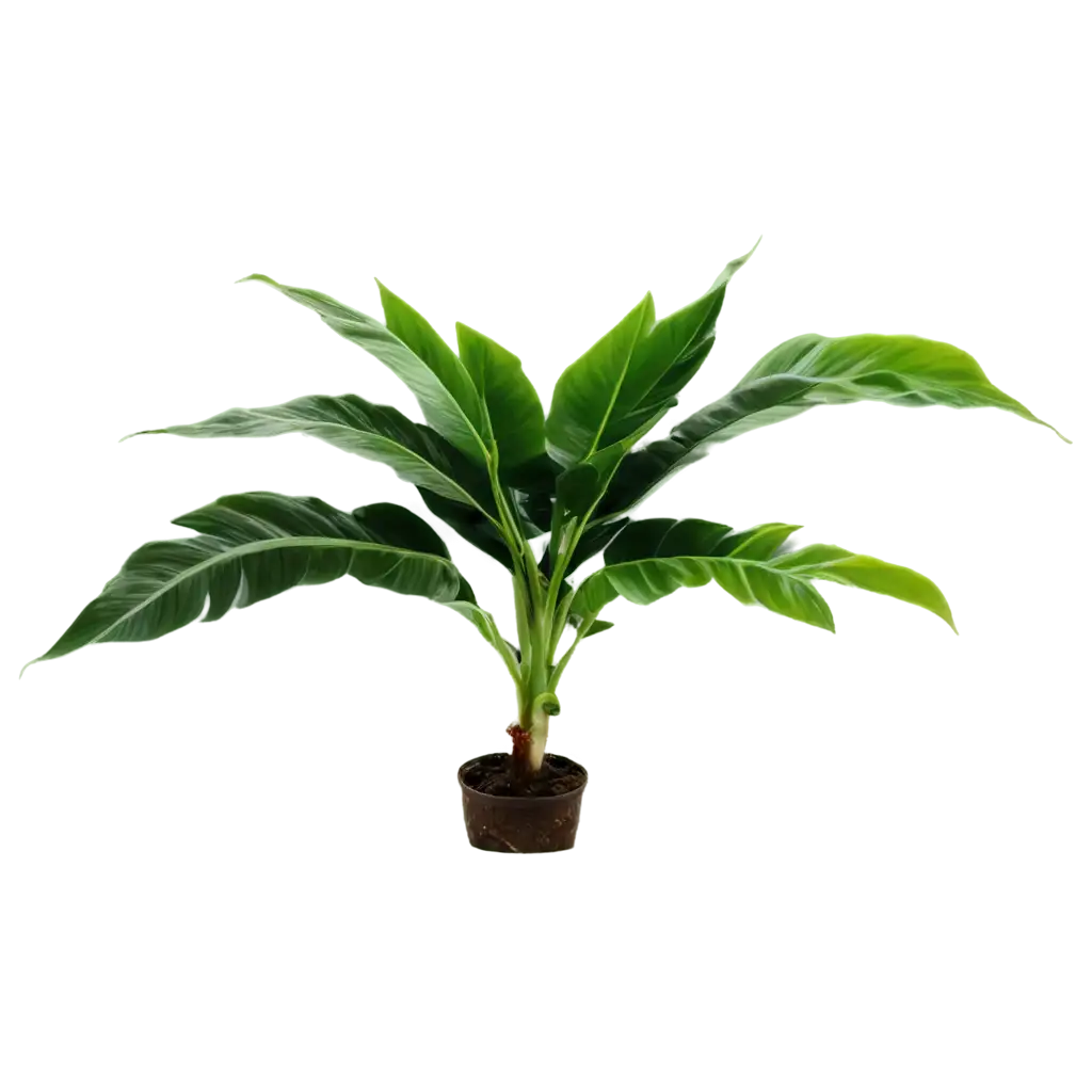 HighQuality-Banana-Plant-PNG-Image-Perfect-for-Tropical-Designs-and-Presentations