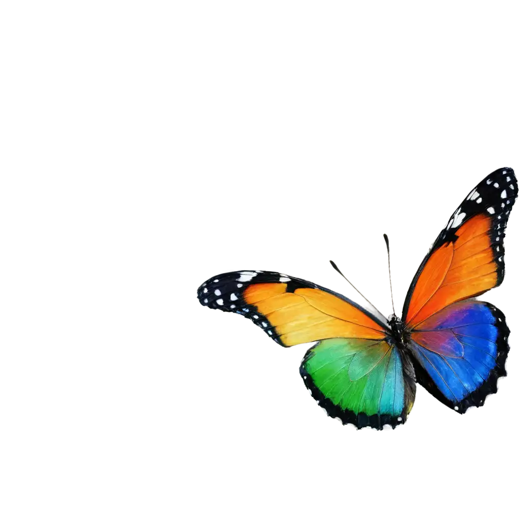 rainbow butterfly