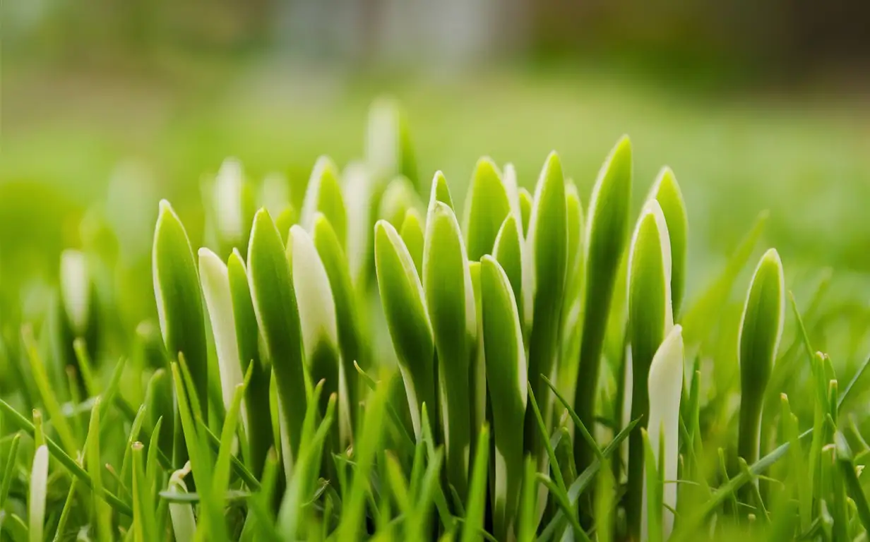 New shoots in the spring grass