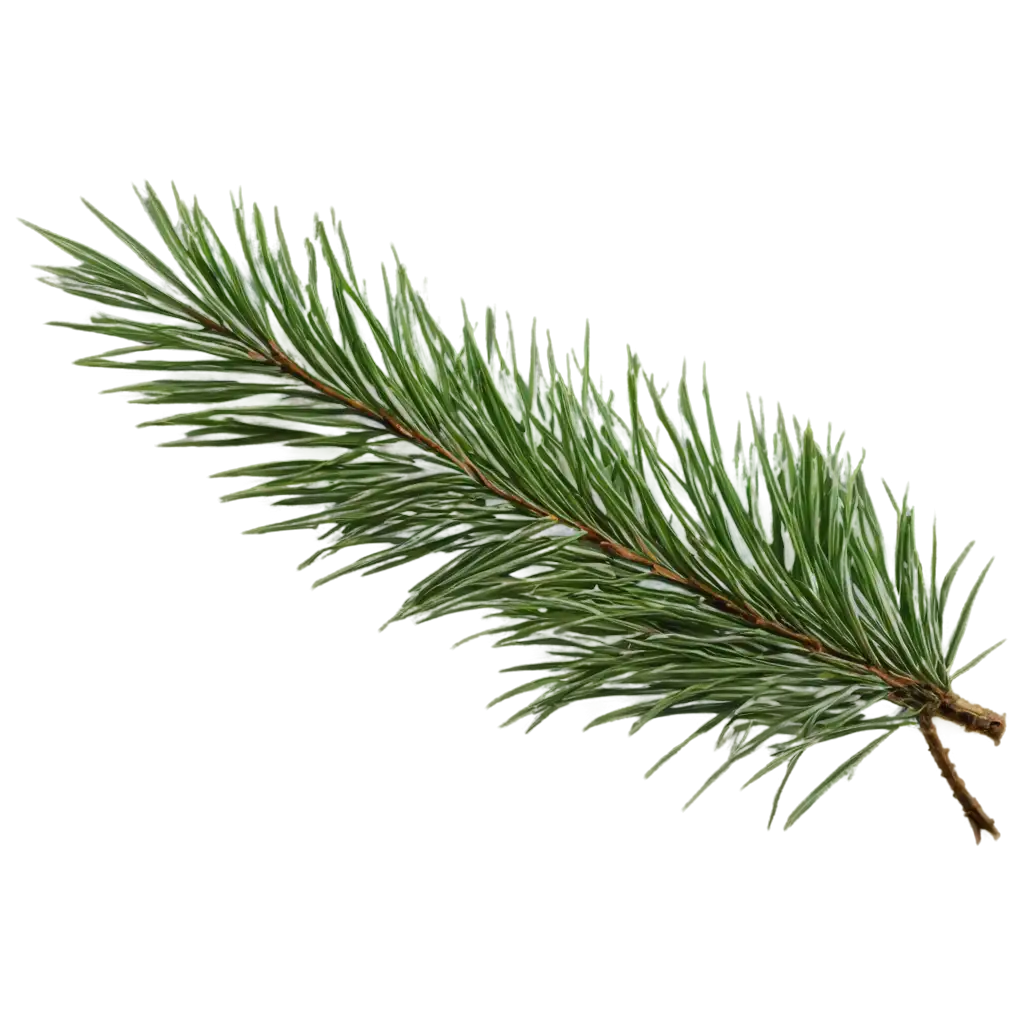 Coniferous-Branch-PNG-Image-Freshness-and-Detail-Captured-in-High-Quality