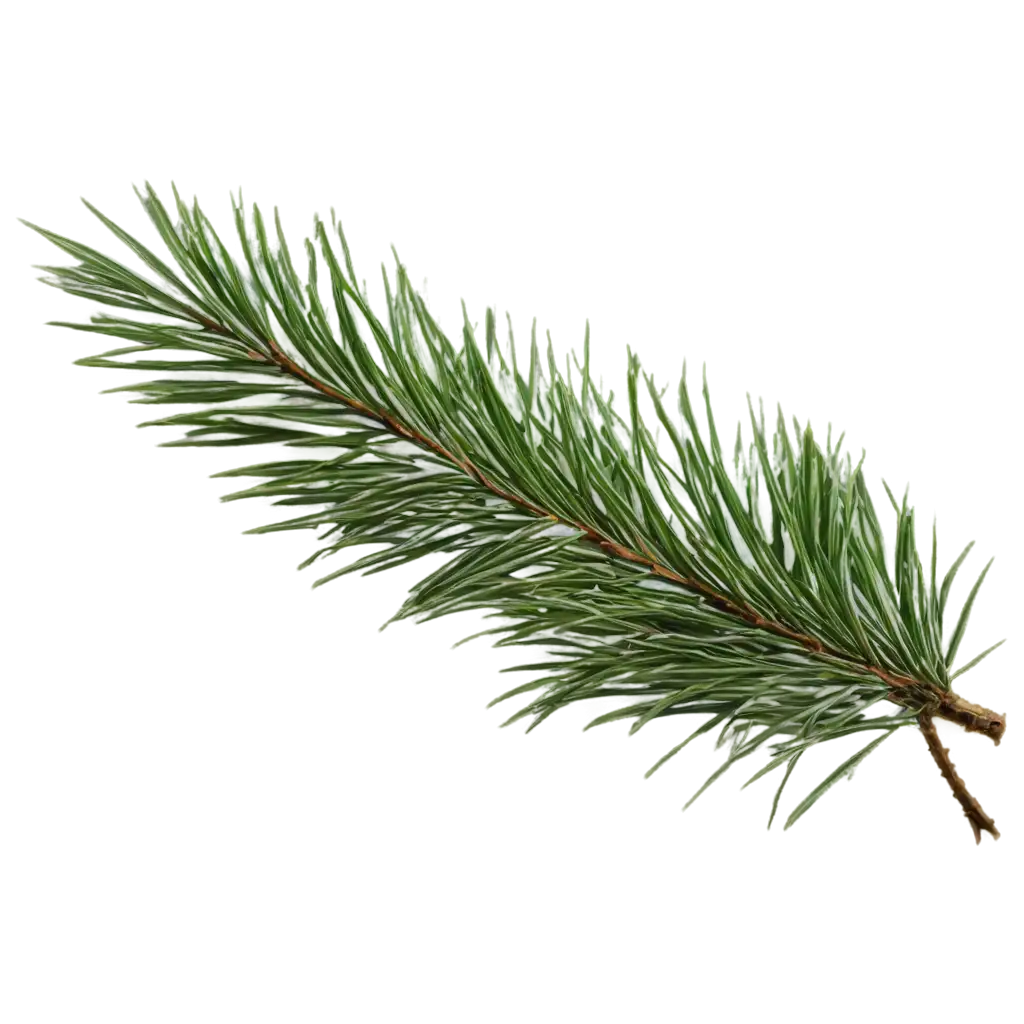 coniferous branch