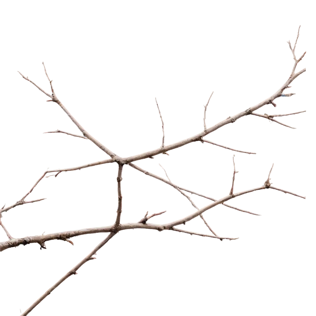 Captivating-PNG-Image-of-Dry-Tree-Branches-Explore-the-Elegance-of-Nature-in-High-Quality