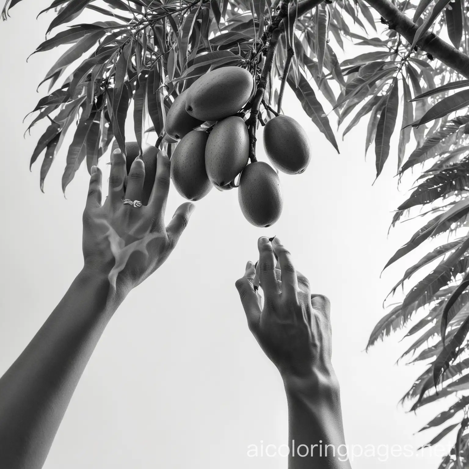 Person-Picking-Mango-from-Tree-View-from-Above