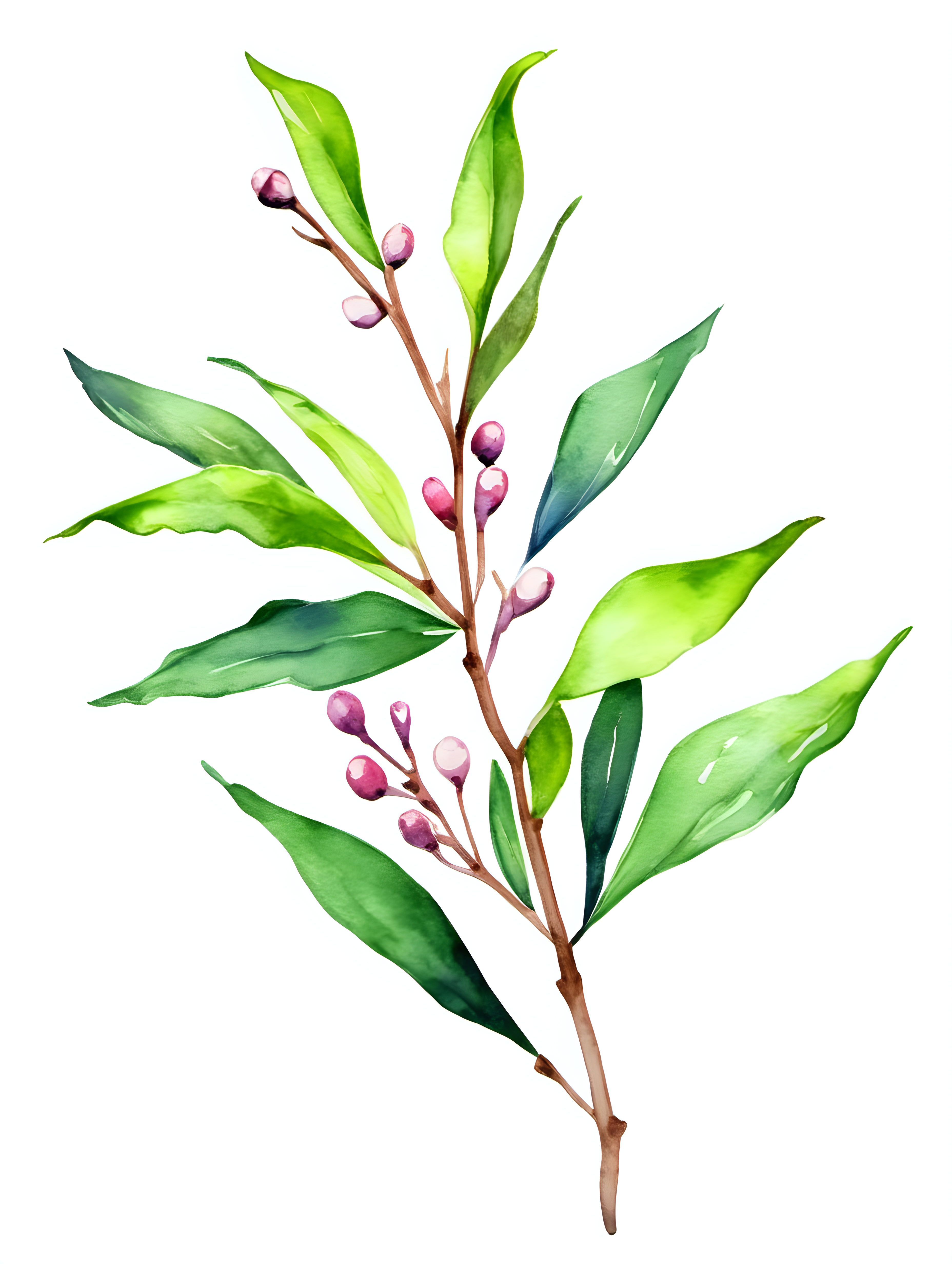 simple Myrtle watercolor white background
