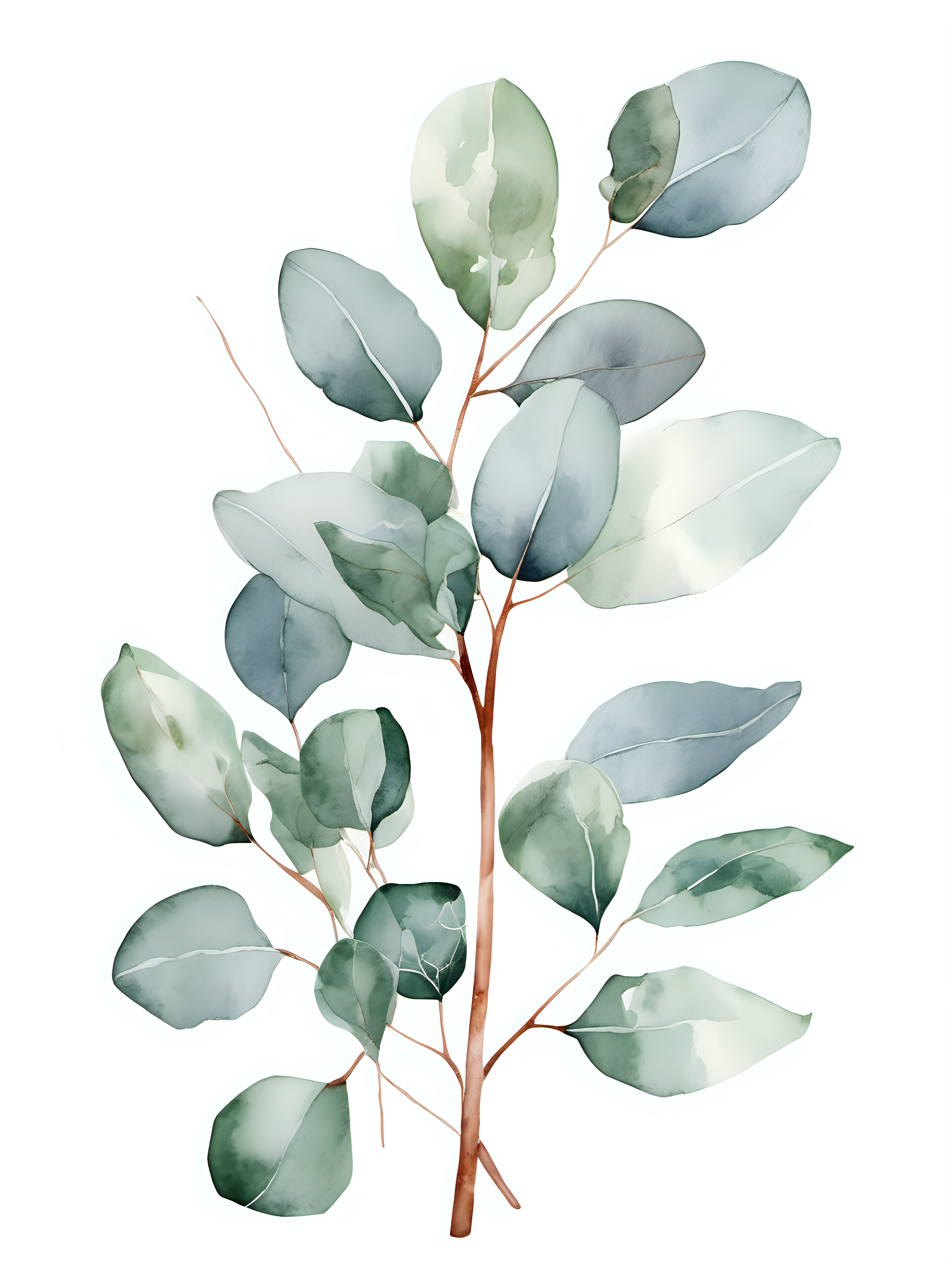 simple Eucalyptus, watercolor, white background