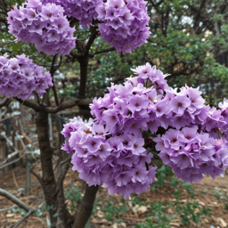 丁香花